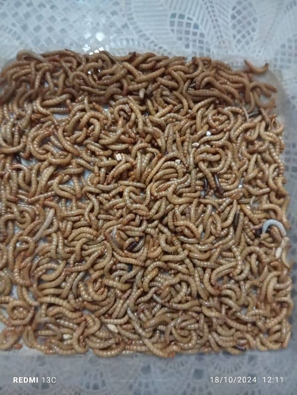 mealworm for sale 1