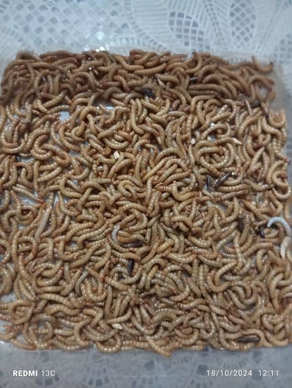 mealworm for sale 2