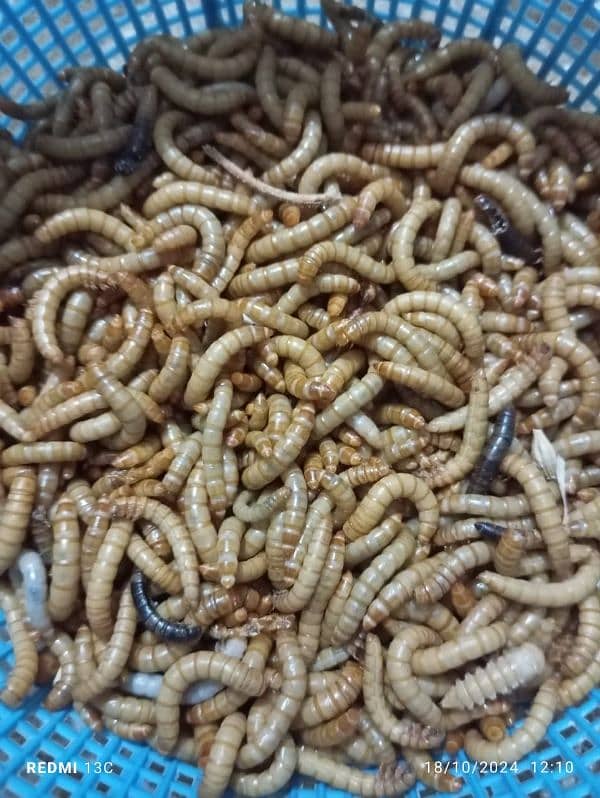 mealworm for sale 3