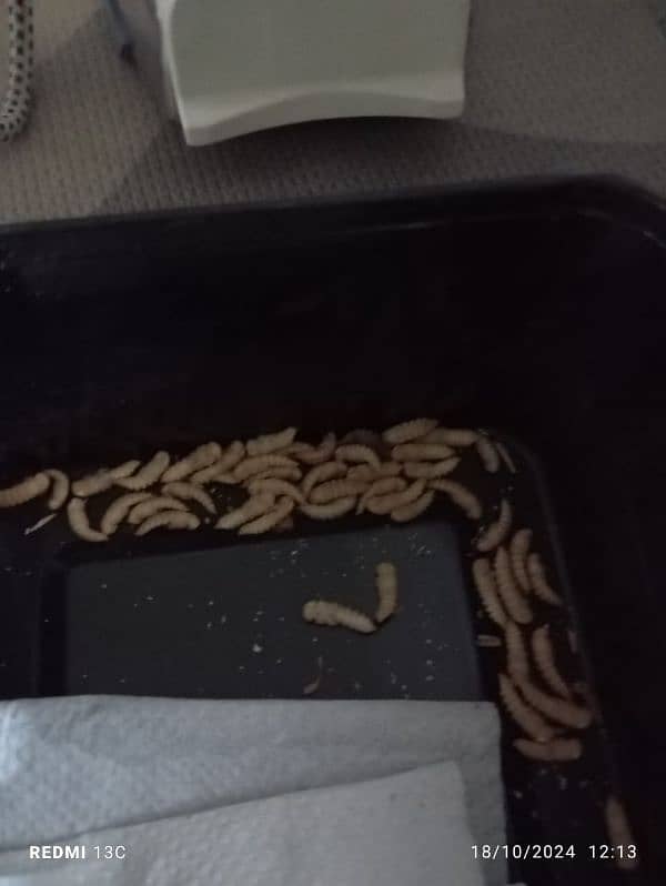 mealworm for sale 4