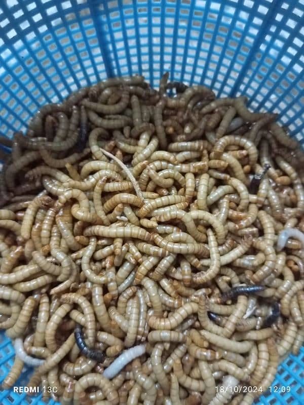 mealworm for sale 5