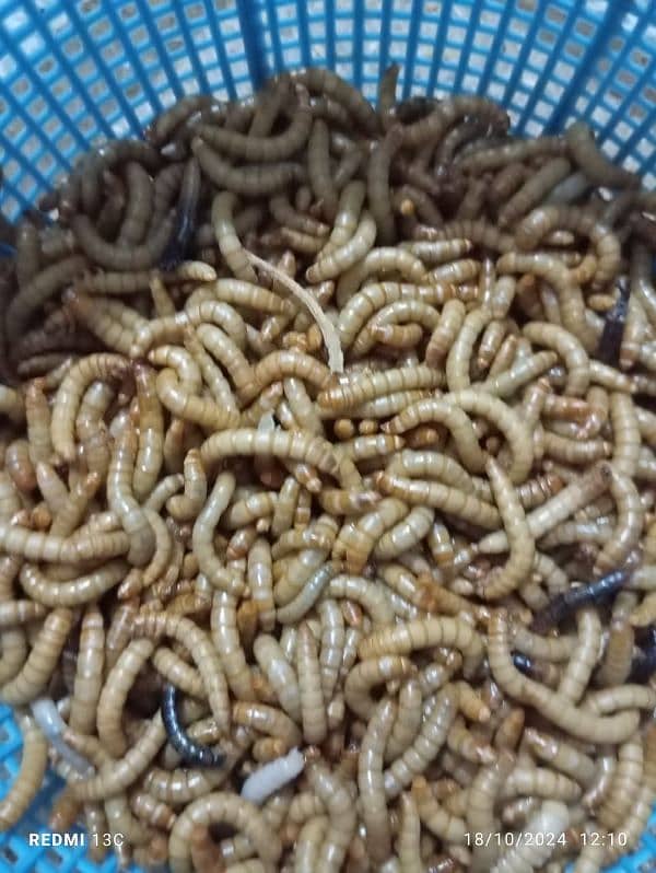 mealworm for sale 6