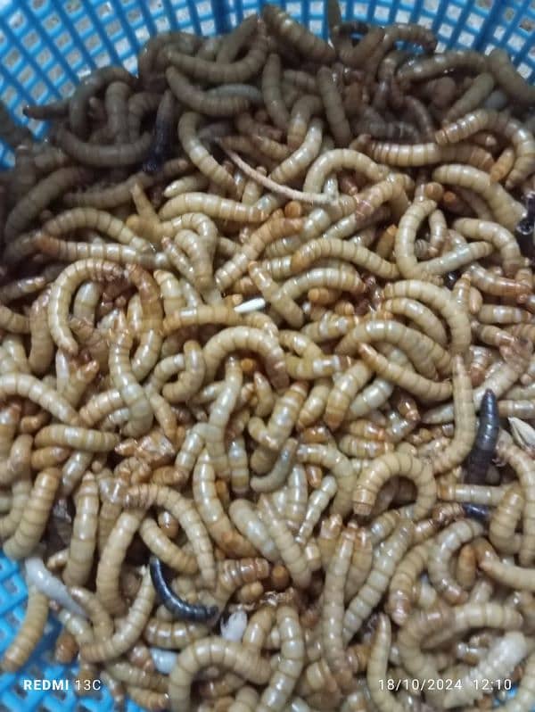 mealworm for sale 7