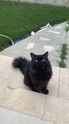 Persian triple Coated Male Kitten