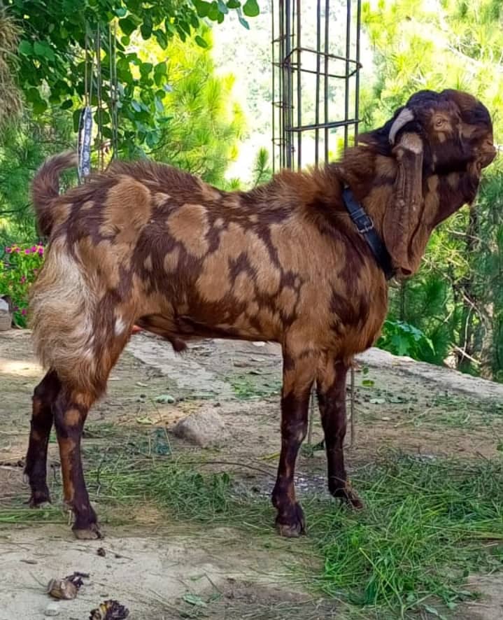 Best bhalwal beetal kamori male for sale. Breeder. Majbori ki waja sa 0