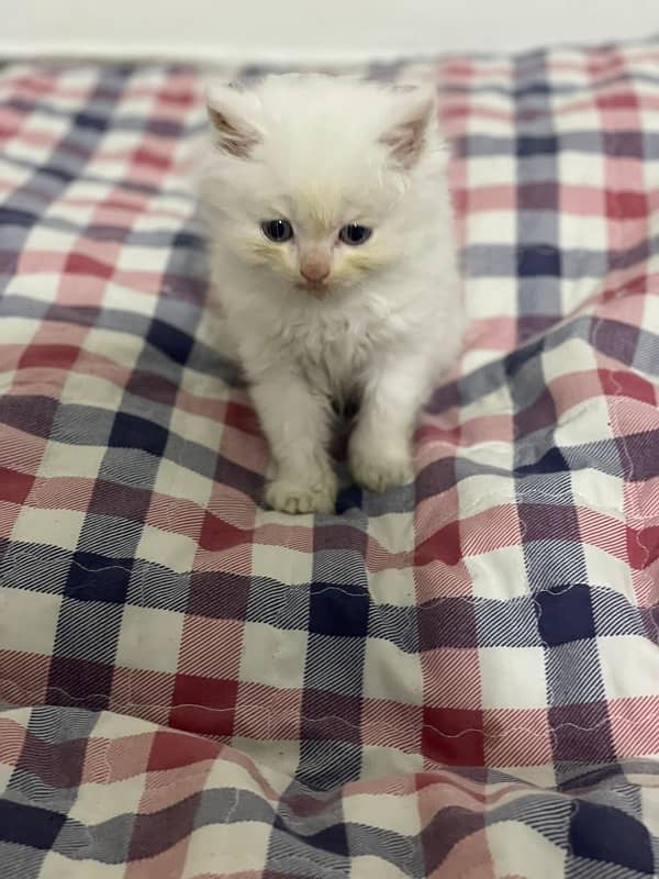 Pure Persian Triple Coat Cats and Kittens 5