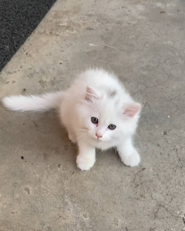 Pure Persian Triple Coat Cats and Kittens 8