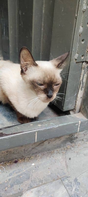 Siamese Cat 1