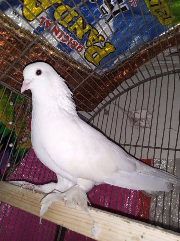 laka kabootar for sale urgent sale read description 2