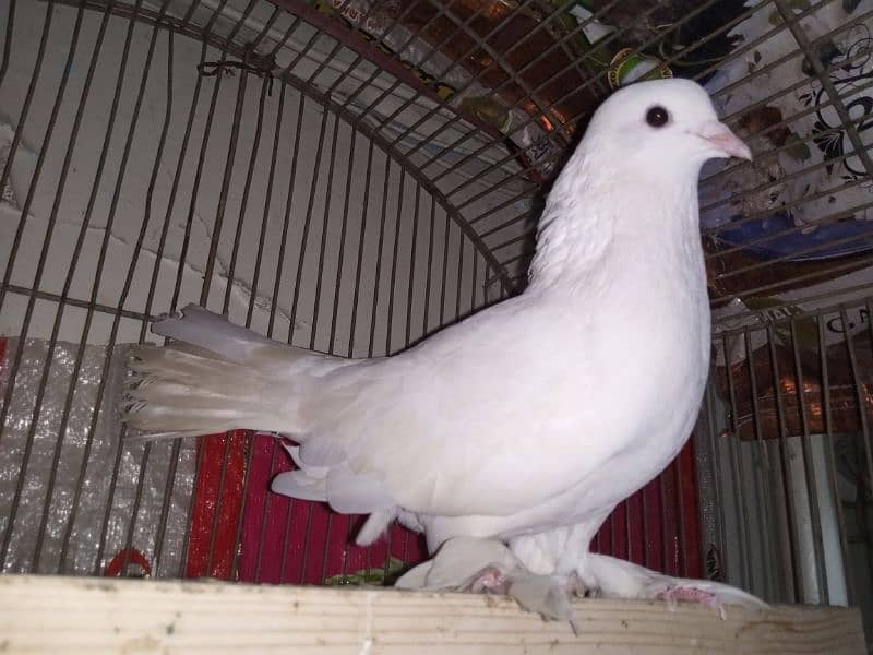 laka kabootar for sale urgent sale read description 3