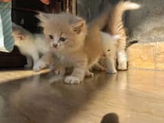 persian kitten |white Kittens | persian cat | cute | tripple coat