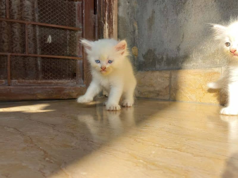 persian kitten |white Kittens | persian cat | cute | tripple coat 1