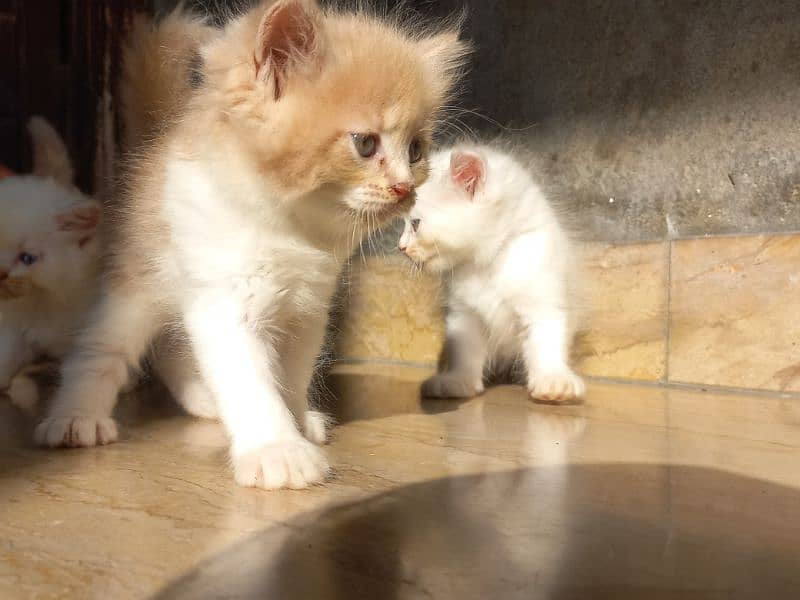 persian kitten |white Kittens | persian cat | cute | tripple coat 2