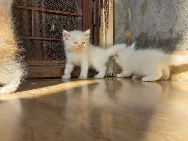 persian kitten |white Kittens | persian cat | cute | tripple coat 4