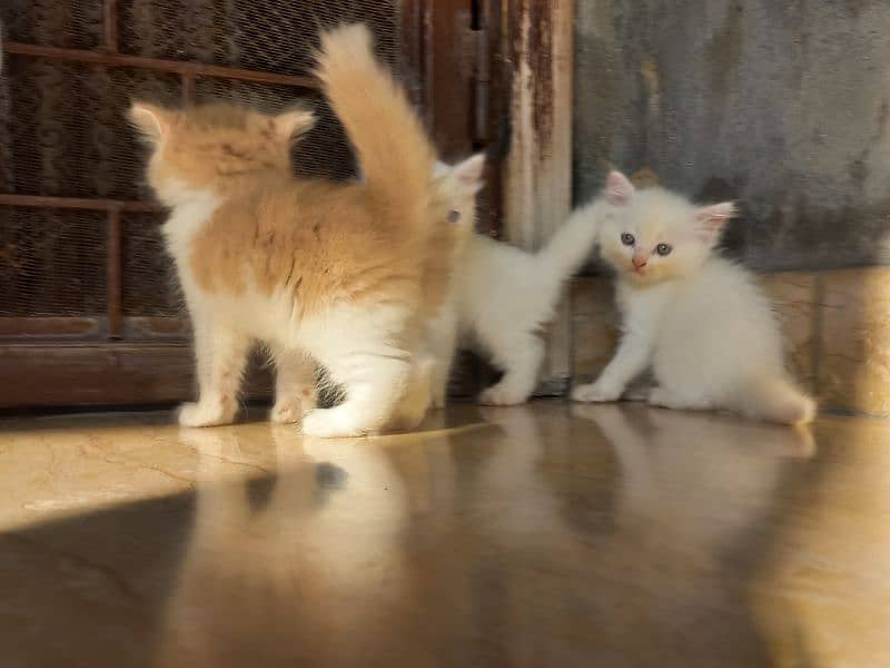 persian kitten |white Kittens | persian cat | cute | tripple coat 5