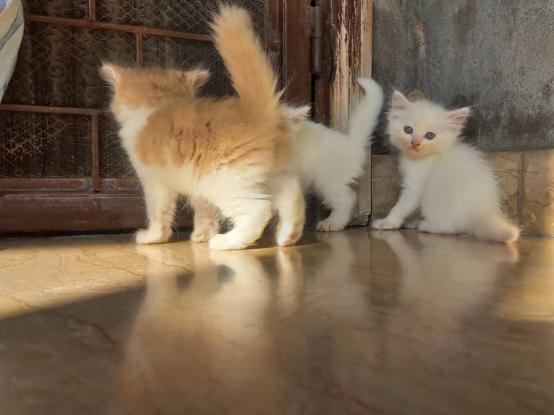 persian kitten |white Kittens | persian cat | cute | tripple coat 6