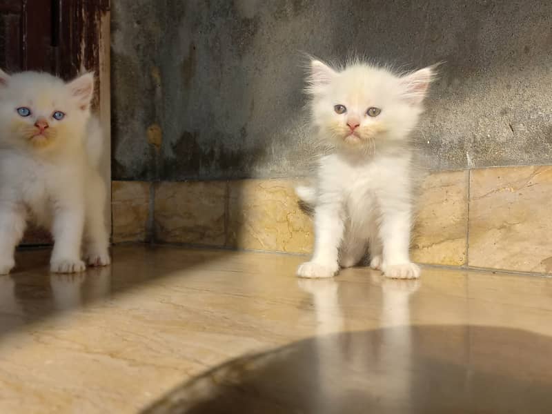 persian kitten |white Kittens | persian cat | cute | tripple coat 9