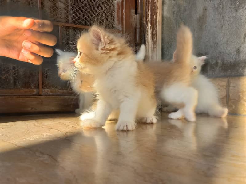 persian kitten |white Kittens | persian cat | cute | tripple coat 10