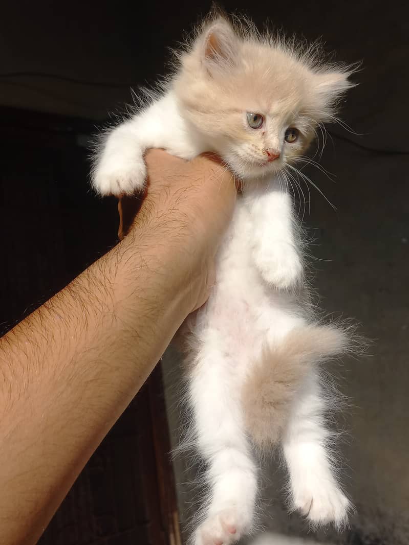 persian kitten |white Kittens | persian cat | cute | tripple coat 13