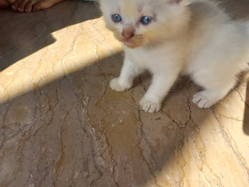 persian kitten |white Kittens | persian cat | cute | tripple coat 14