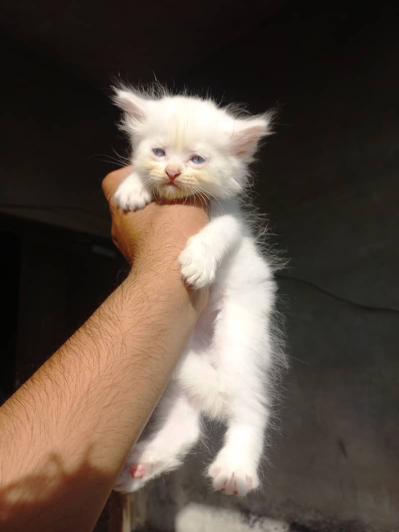 persian kitten |white Kittens | persian cat | cute | tripple coat 15