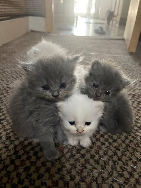 Pure Persian Triple Coat Cats and Kittens 15