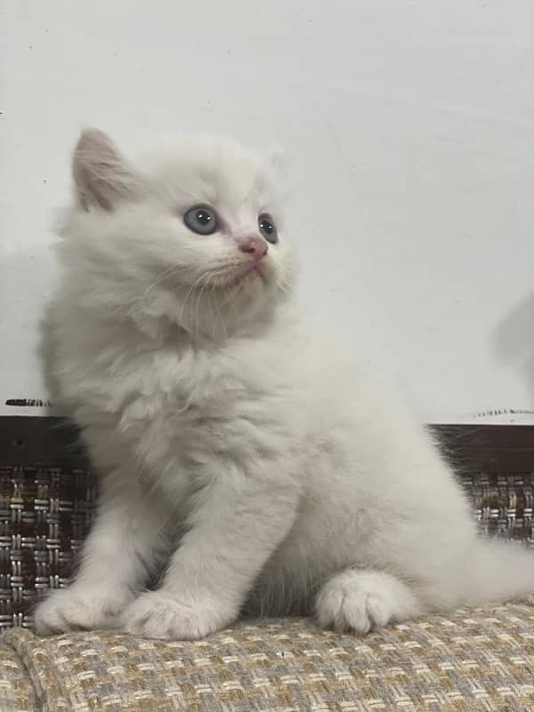 Pure Persian Triple Coat Cats and Kittens 1