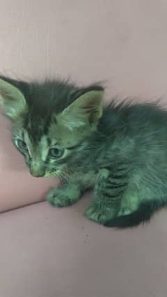 maine coon kittens pair