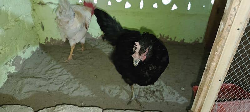 asterlop hen egg laying 0