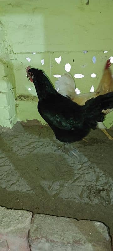 asterlop hen egg laying 1