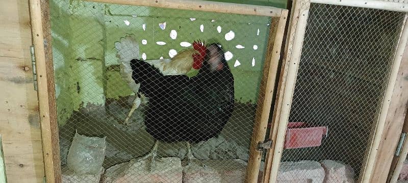 asterlop hen egg laying 3