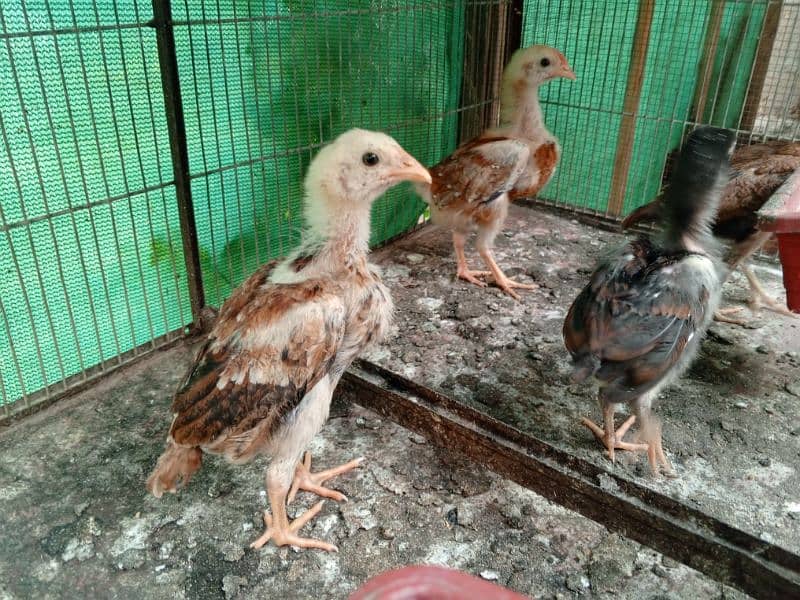 Aseel egg laying trio and aseel chicks 6