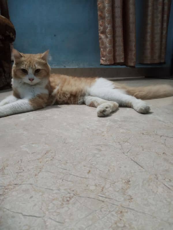 persian cat for sale 0