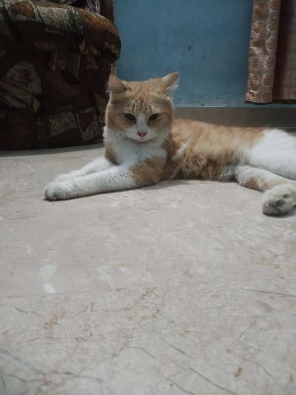 persian cat for sale 1