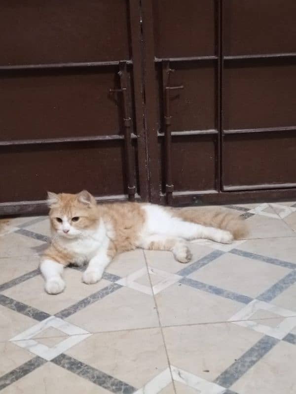 persian cat for sale 2