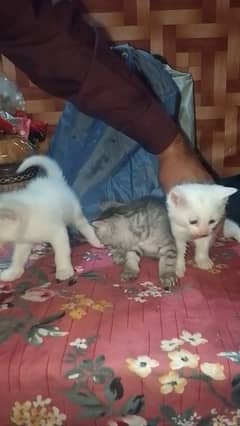 White and Black Female Persian kittens. White Cat