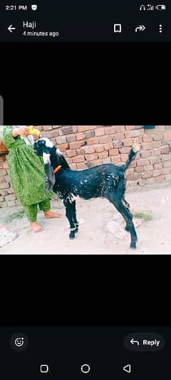 Desi bcha for sale h 03164350590 0