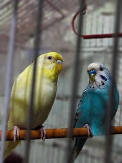 3 love birds sale 2 females 1 male only Rs 1000 Whatsapp 03078636390 0