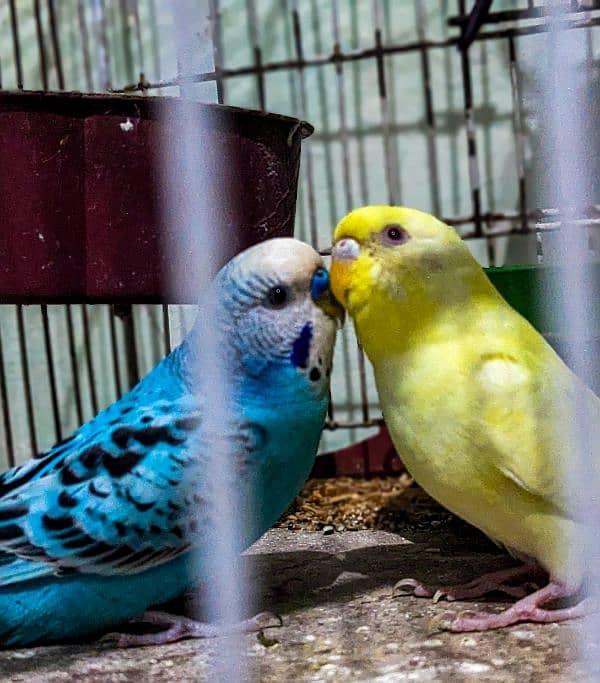 3 love birds sale 2 females 1 male only Rs 1000 Whatsapp 03078636390 1