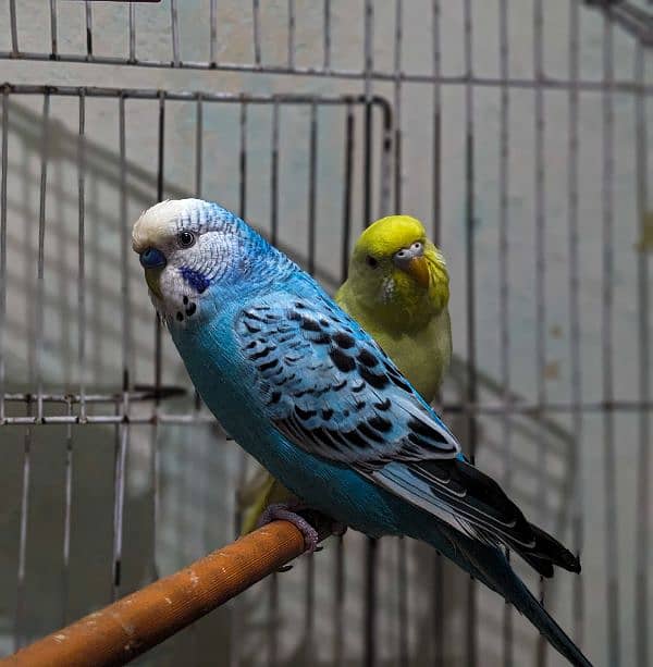 3 love birds sale 2 females 1 male only Rs 1000 Whatsapp 03078636390 2