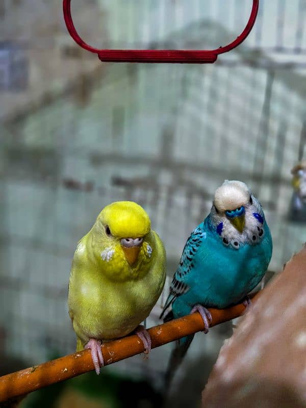 3 love birds sale 2 females 1 male only Rs 1000 Whatsapp 03078636390 3