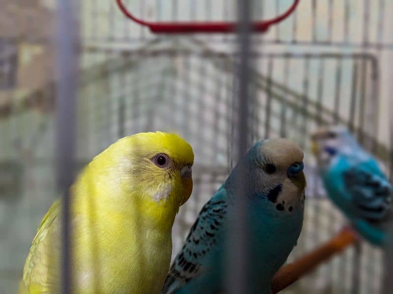 3 love birds sale 2 females 1 male only Rs 1000 Whatsapp 03078636390 4