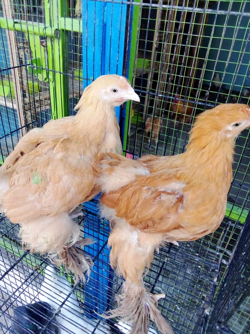 Aseel/golden buff/desi/cats/love birds/silky/black buff/turkey/ peacoc 6