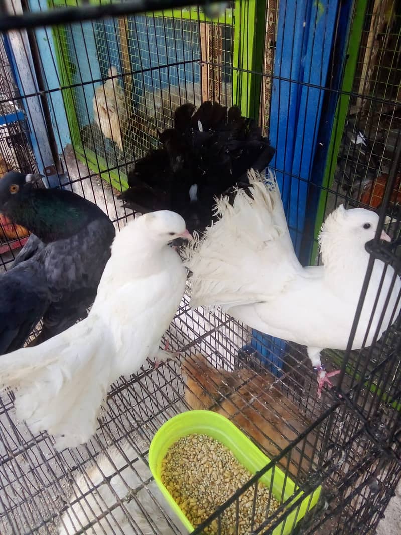 Aseel/golden buff/desi/cats/love birds/silky/black buff/turkey/ peacoc 7