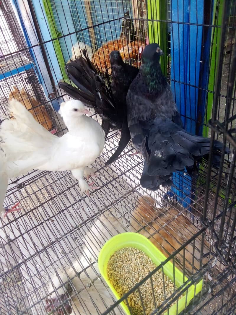 Aseel/golden buff/desi/cats/love birds/silky/black buff/turkey/ peacoc 10