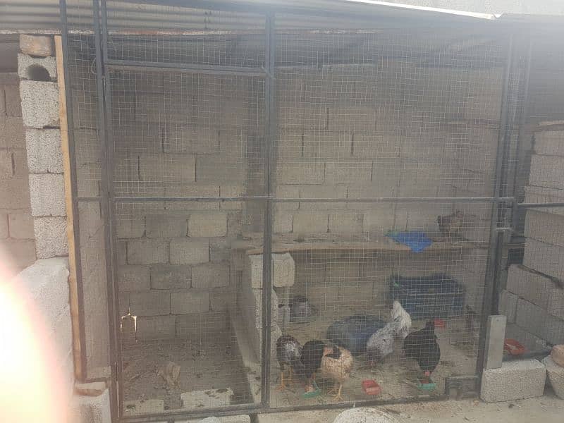 500 hen cages available for sale 4