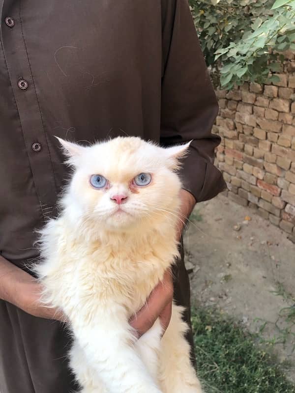 1 year old male cat for sale. contact me on wattsap number 03096485107 0