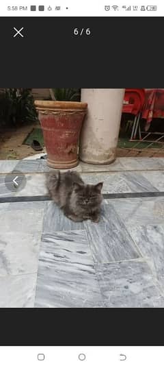 11 month male cat grey cat and vaccinated