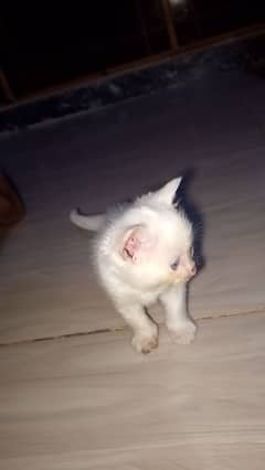 White Persian kittens