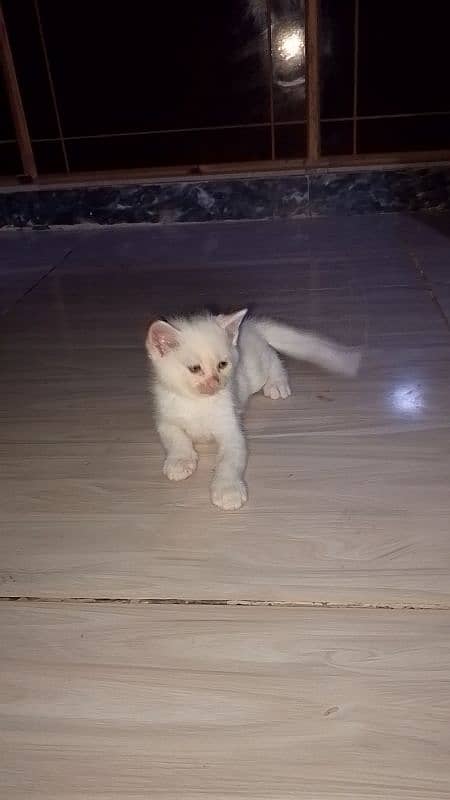 White Persian kittens 1